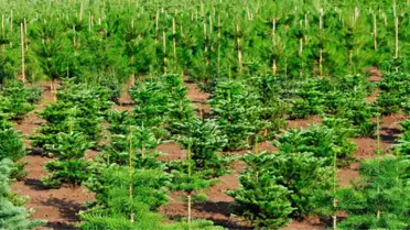 Olur'da Beşiktaş Hatıra Ormanı Kuruldu