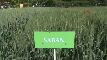 Artık Bisküviler Yerli Yulafla Üretilecek