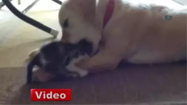Golden Cinsi Köpek Kedilere Annelik Yapıyor