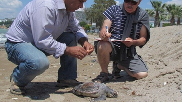 Kuşadası'nda Bu Kez Bir Yeşil Kaplumbağa Ölü Bulundu