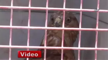 Tedavileri Biten Kızıl Şahinler Doğaya Salındı