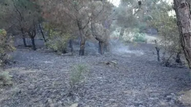 Adıyaman'da Orman Yangını
