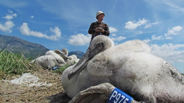 Tepeli Pelikanlar Bu Yıl Üreme Rekoru Kırdı