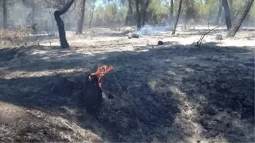 Durağan'da Orman Yangını