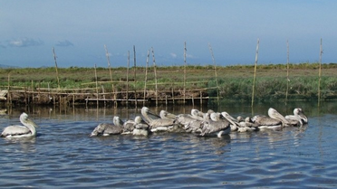 Tepeli Pelikan Yavru Sayımında Rekor Kırıldı