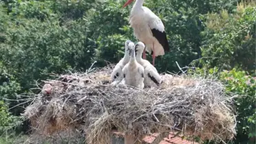 Karacabey'de Leylek Köyünün Göçmenleri, Yavrularını Bekliyor
