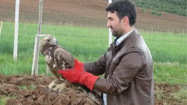 Yaralı Kartal Tedavinin Ardından Doğaya Salındı
