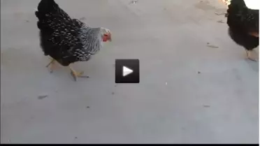 Lazer Işığını Yem Zanneden Tavuklar