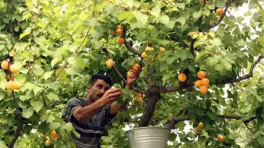 Mut'tan Günlük Bin Ton Kayısı İhracatı Yapılıyor