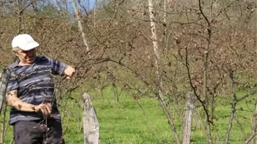 Zirai Don Fındık Üreticilerinin Yanı Sıra Mevsimlik Fındık İşçilerini de Vuracak