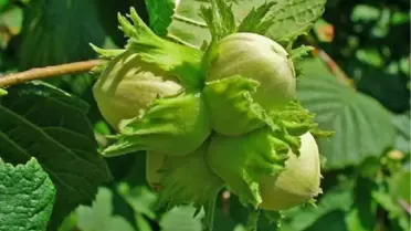 Fındık Piyasası Durağanlaştı