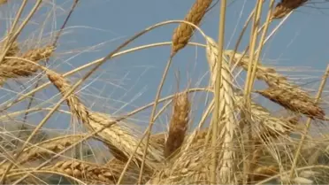 Buğdaydaki 'Çökerten' Hastalığının Arttığı İddiası