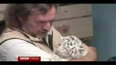 Bir Batında Beş Beyaz Kaplan Yavrusu