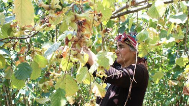 Çks Başvuru Süresinin Uzatılması