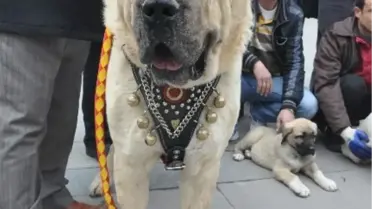 Malaklı Duman'In Taliplisi Çok