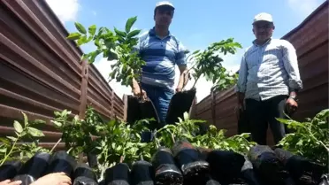 Elbistan'da 135 Üreticiye 10 Bin Fidan Dağıtıldı