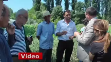 Zonguldak'ta İlk Defa Üretilen Lale Soğanlarının Sökümü