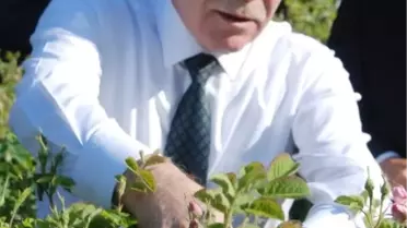 Mehmet Ali Şahin Isparta Gülü Topladı