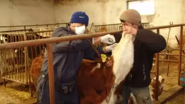 183 Bin 817 Büyükbaş Hayvana Şap Aşısı Yapıldı