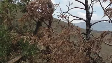 Gümüşhane'nin Kelkit İlçesinde 6 Metrelik Yılan Kabusu