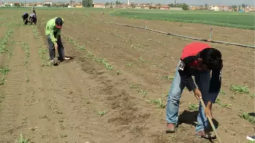 Eleşkirt'te Şeker Pancarı Çapa Sezonu Başladı