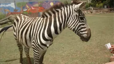 Darıca Hayvanat Bahçesi Yaza Hazır