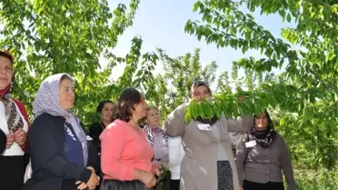Niğde'nin Budamacı Kadınları