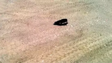 Karga Yoldaki Fareyi Yakaladı