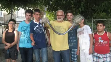 Balıkçı Ağına Kara Yılan Takıldı
