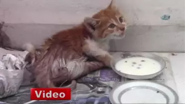 İşte Yaralı Bir Kediye Yardım Etmenin Faturası