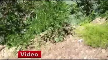 Sıcaktan Bunalan Ayılar Göle Girdi