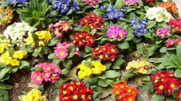 Atanamayınca Çiçek Yetiştirmeye Başladı