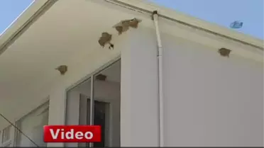 Kırlangıç Yuvaları İnşaatı Durdurdu