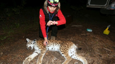 Sarıkamış'ta Vaşağa Verici Takıldı
