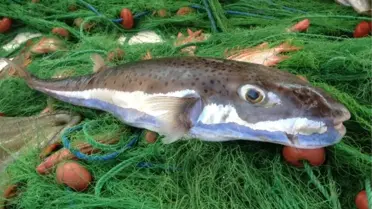 Zehri Tedavi Ediyor, Eti Öldürüyor