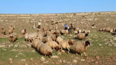Geç Yeşeren Meralar Besicileri Sevindirdi