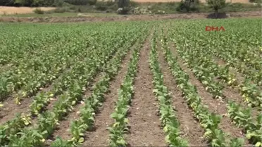 Tütünde Üretim Yeniden Canlandı