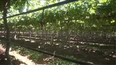 Üzüm bağında sprink sulama -