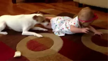 Sevimli Köpekten Bebeğe Emekleme Eğitimi