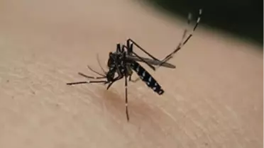 Yurt Dışı Seyahatlerinde 'Sarıhumma' Uyarısı