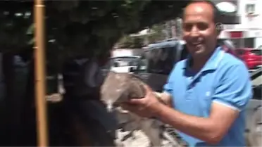 Bitkin kızıl şahin, koruma altına alındı -