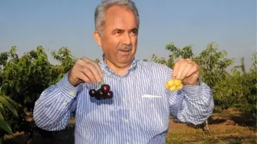 Yalova'da Ağırlığı 15 Grama Ulaşan Kiraz Türü Geliştirildi