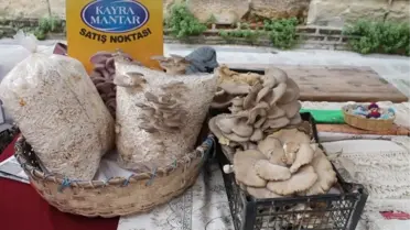 Gazete Haberinden Gördüğü Mantarın Üretimini Yaptı