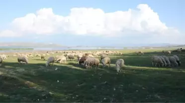 Göl Kuruyunca, Koyunlar Otlamaya Başladı