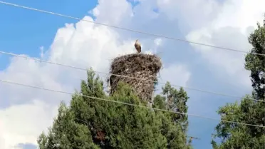 Leylekler Vadisi'nde Yavrular Ölmesin