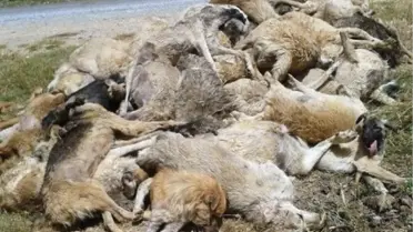 Tarsus'ta 23 Köpek Ölüsü Bulundu