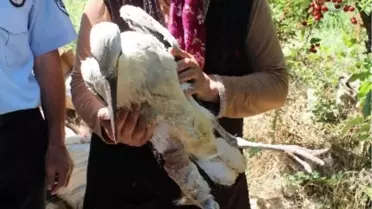 Beyşehir'de Yaralı Leyleği Tedavi Edip Zabıtaya Teslim Etti