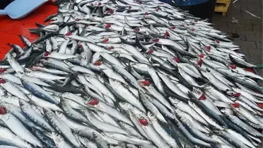 Balıkçılıktaki Potansiyel İyi Değerlendirilmeli