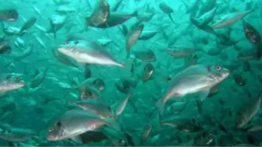 Tzob: Su Ürünlerine Destek ve Teşvik Gerekli