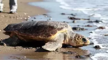 Bakımı Tamamlanan 'Caretta Caretta' Denize Bırakıldı